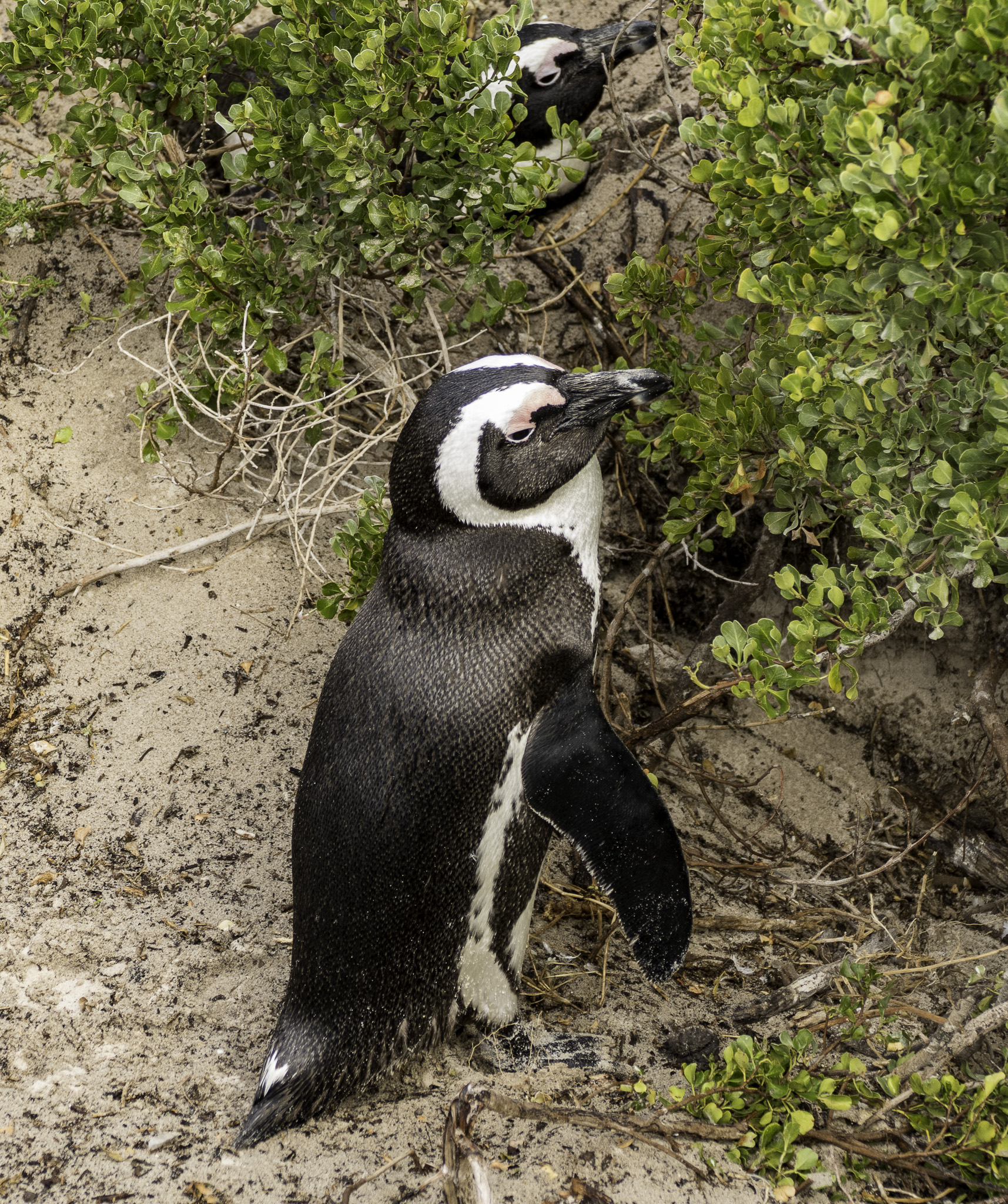 Simons-Town-Penguin-Colony-L-1.jpg