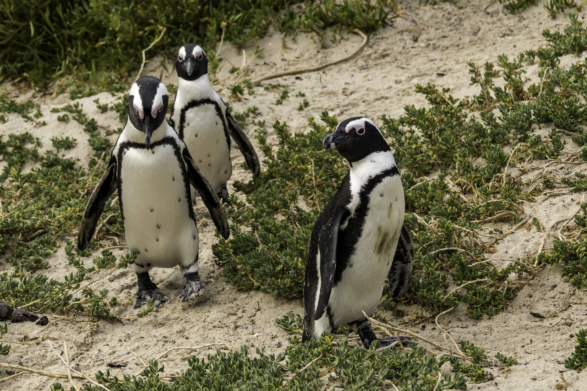 Simons-Town-Penguin-Colony-L-10.jpg
