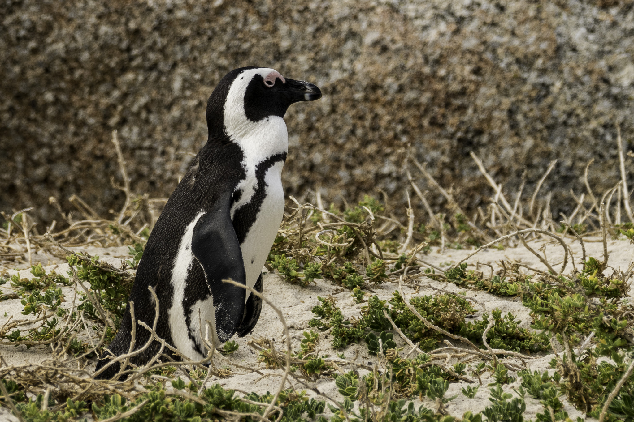 Simons-Town-Penguin-Colony-L-11.jpg