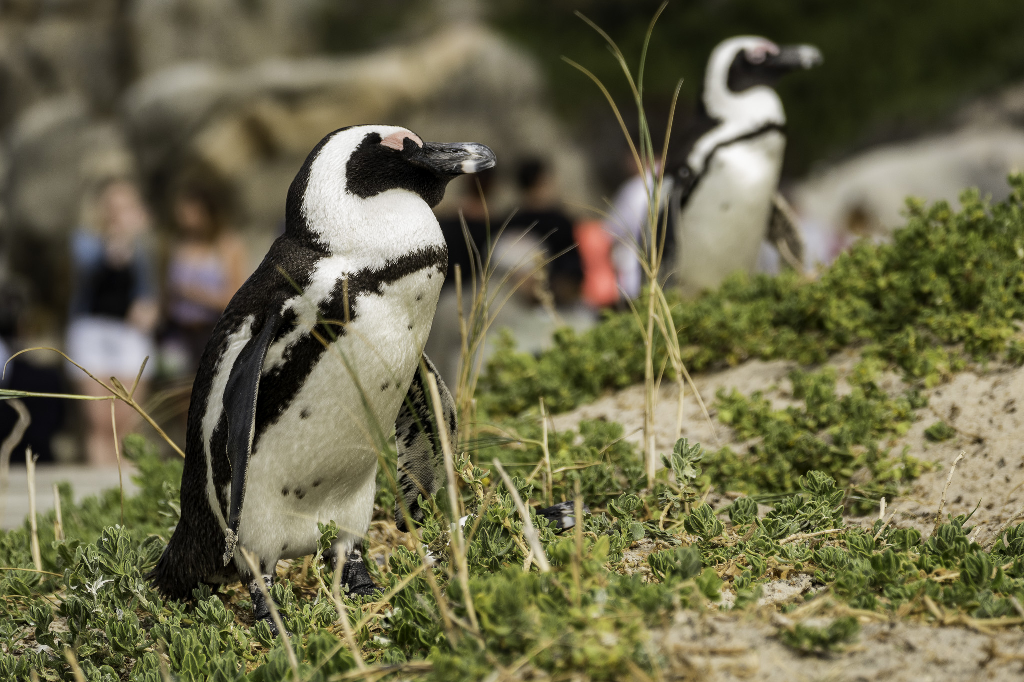 Simons-Town-Penguin-Colony-L-12.jpg