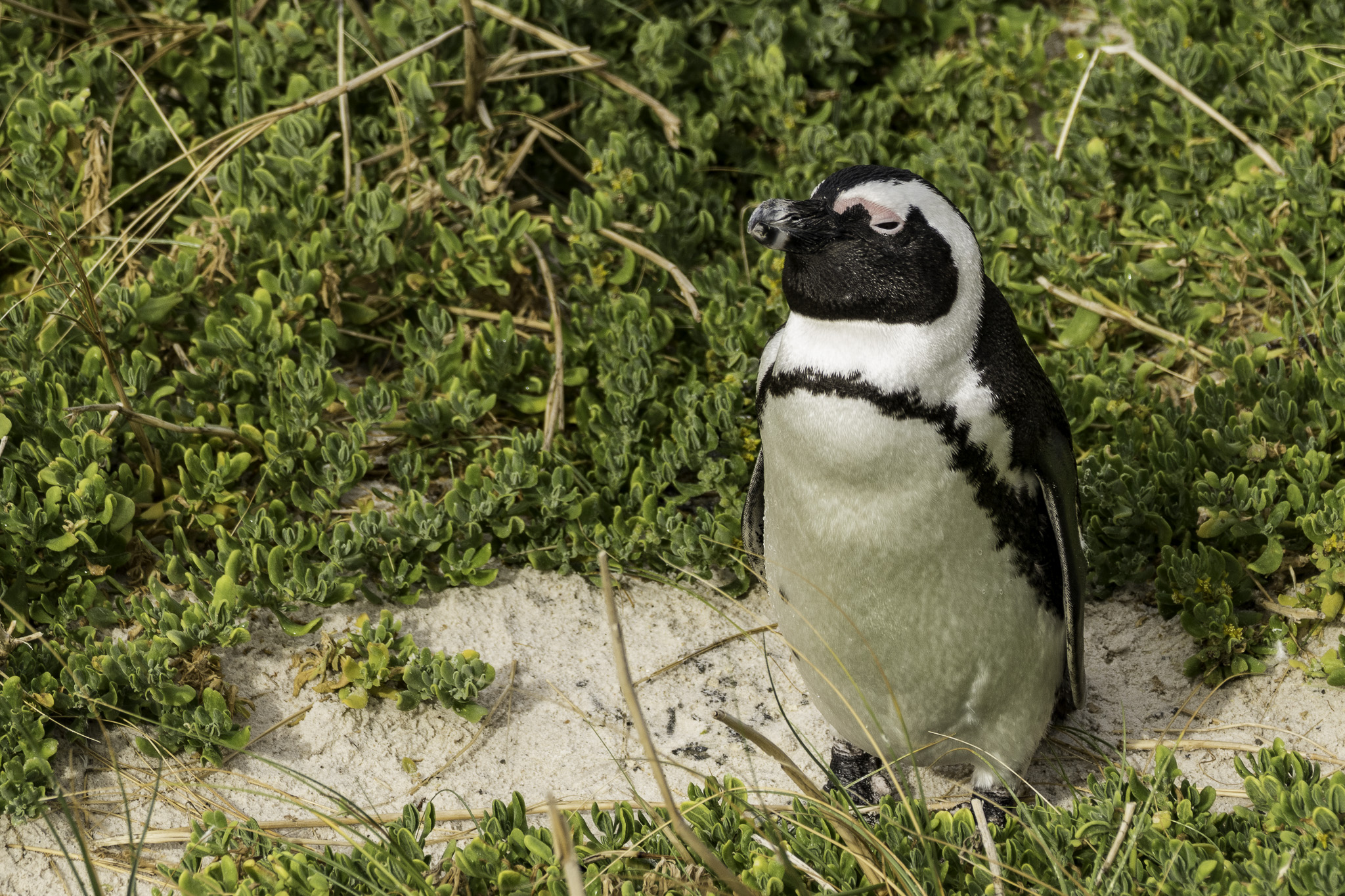 Simons-Town-Penguin-Colony-L-17.jpg