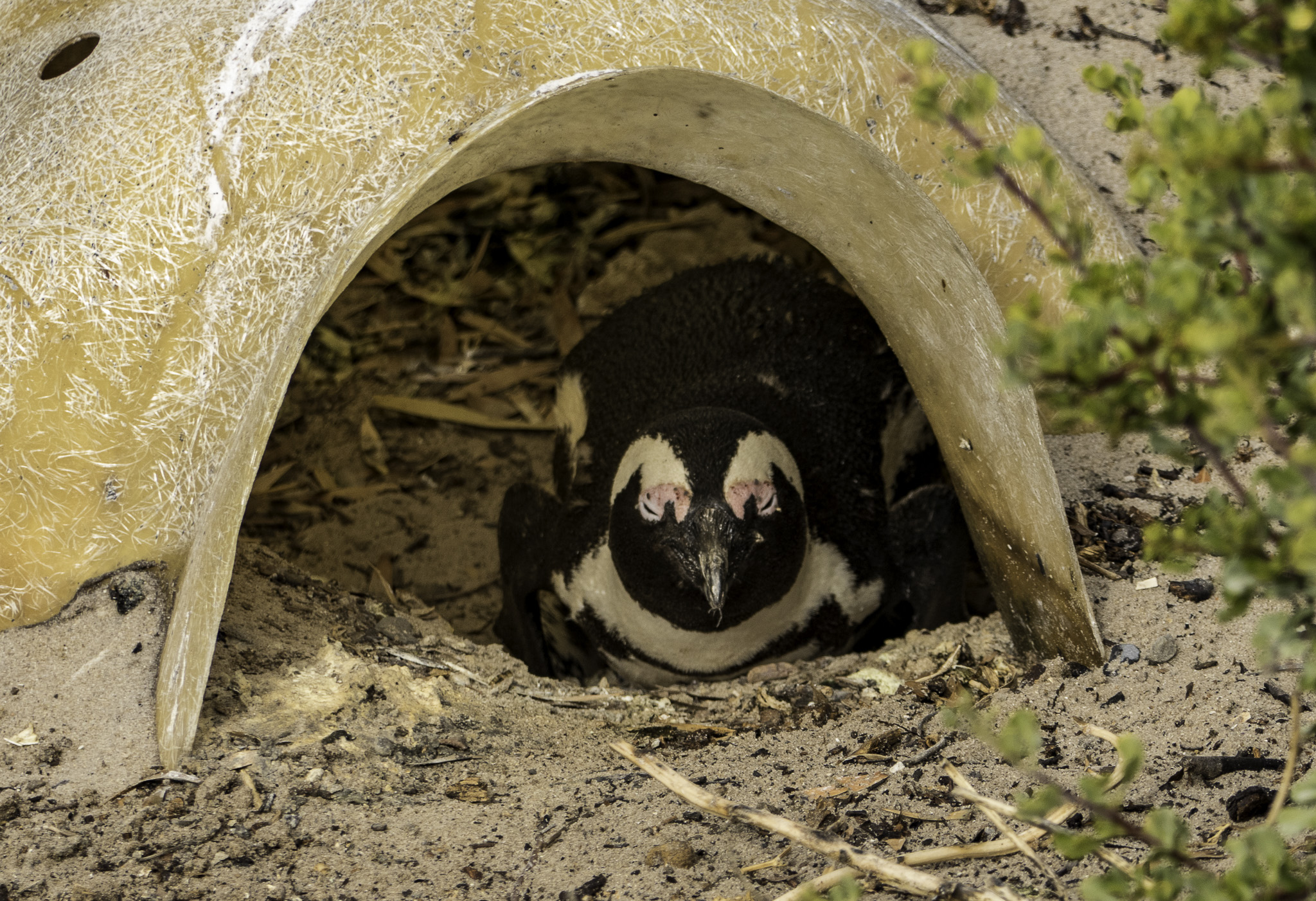 Simons-Town-Penguin-Colony-L-2.jpg