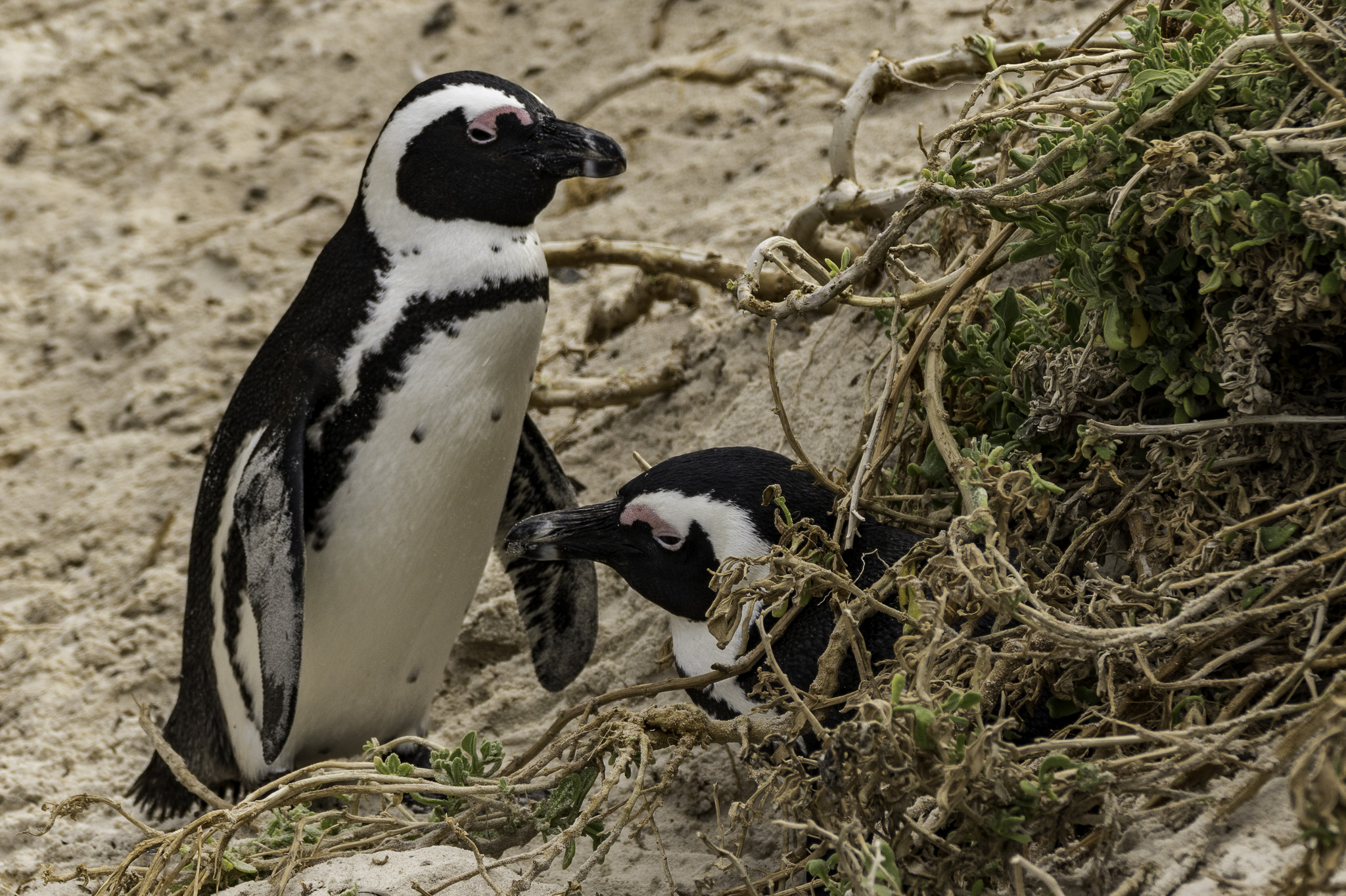 Simons-Town-Penguin-Colony-L-21.jpg