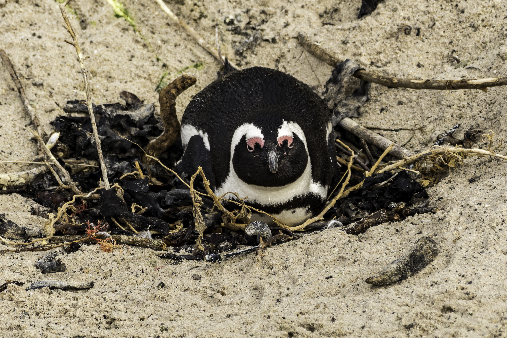 Simons-Town-Penguin-Colony-L-23.jpg
