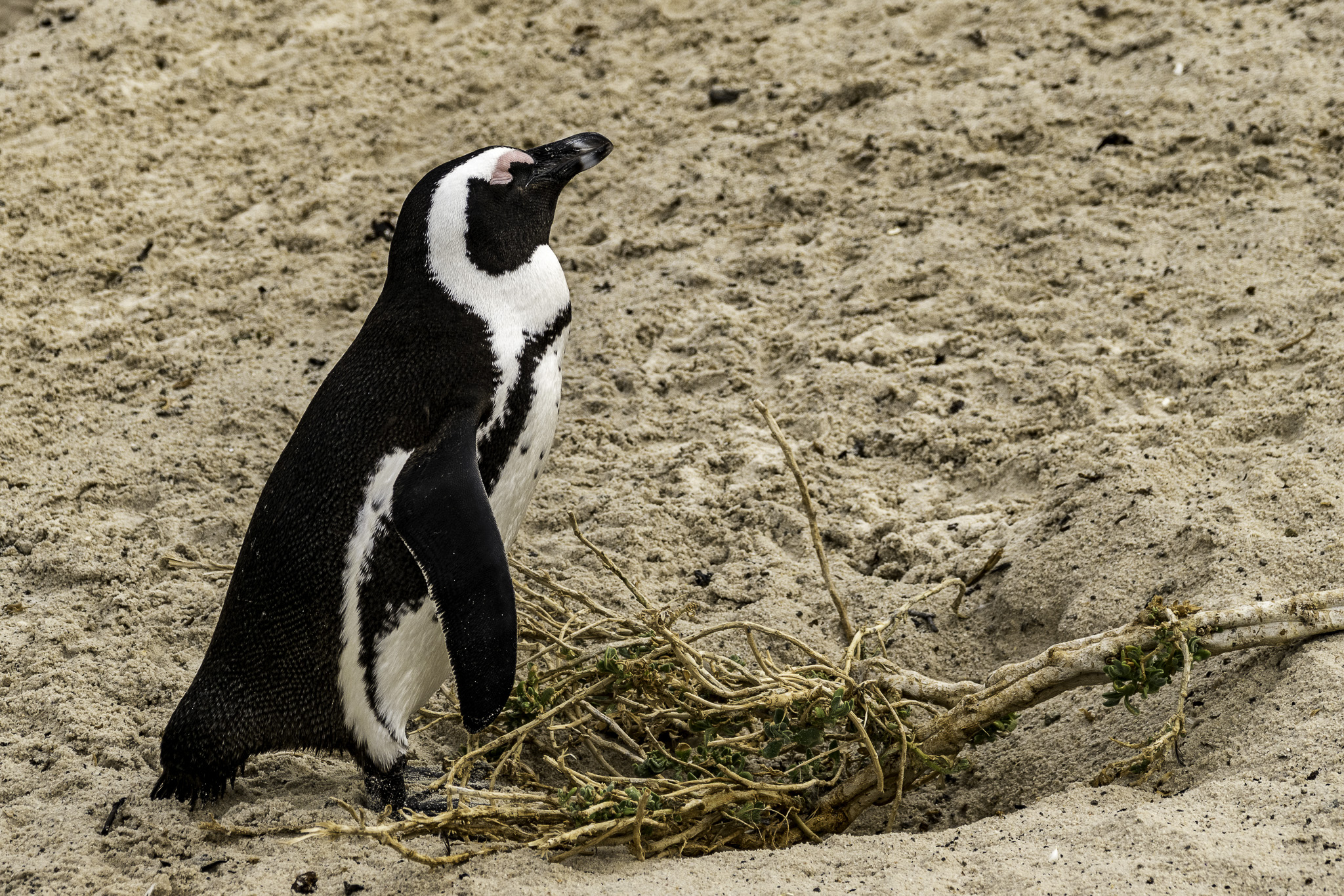 Simons-Town-Penguin-Colony-L-26.jpg