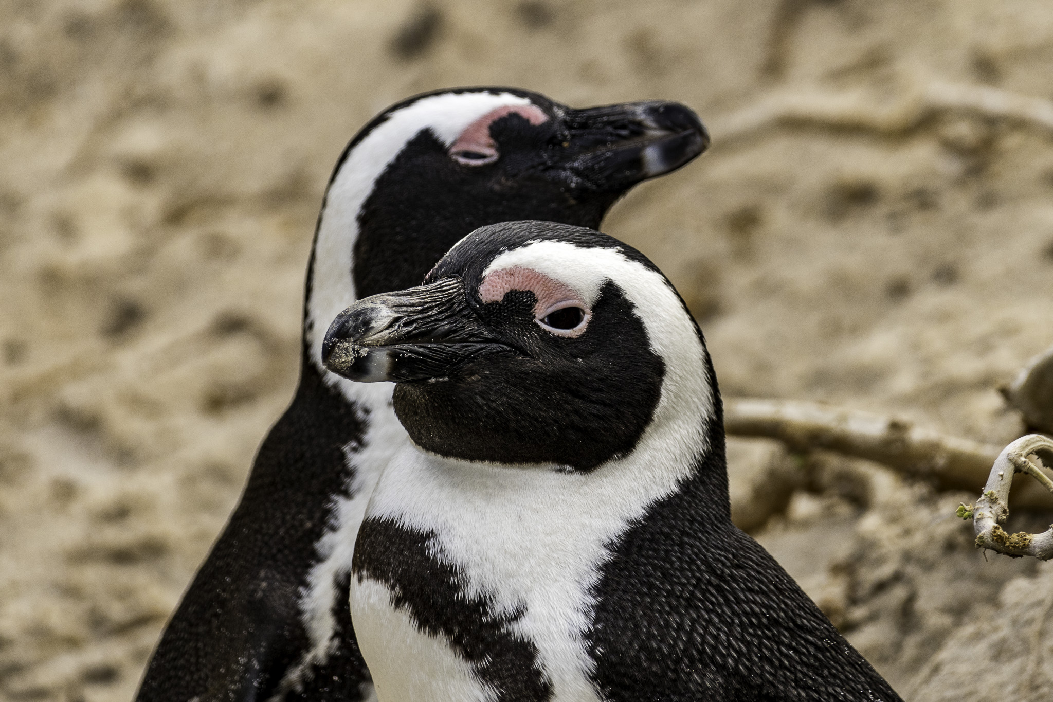 Simons-Town-Penguin-Colony-L-29.jpg