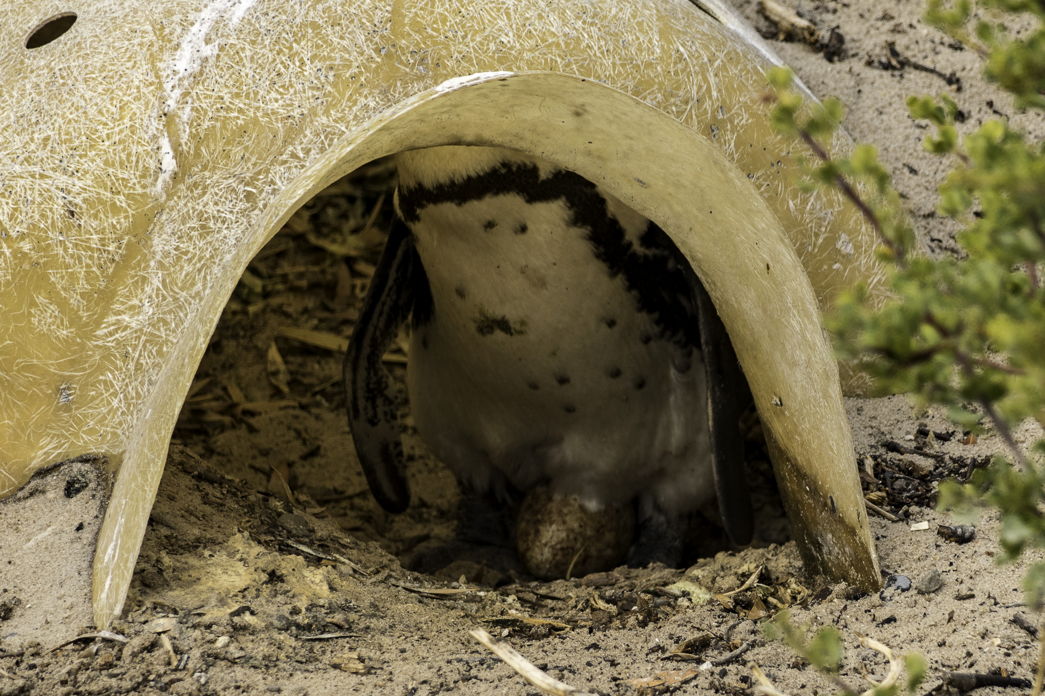 Simons-Town-Penguin-Colony-L-32.jpg