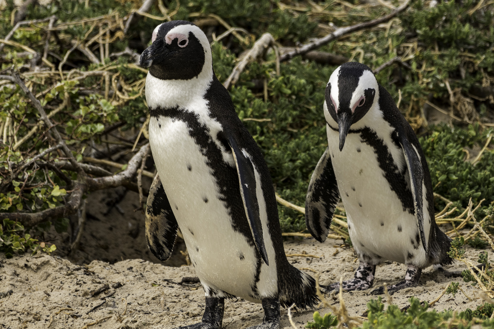 Simons-Town-Penguin-Colony-L-8.jpg