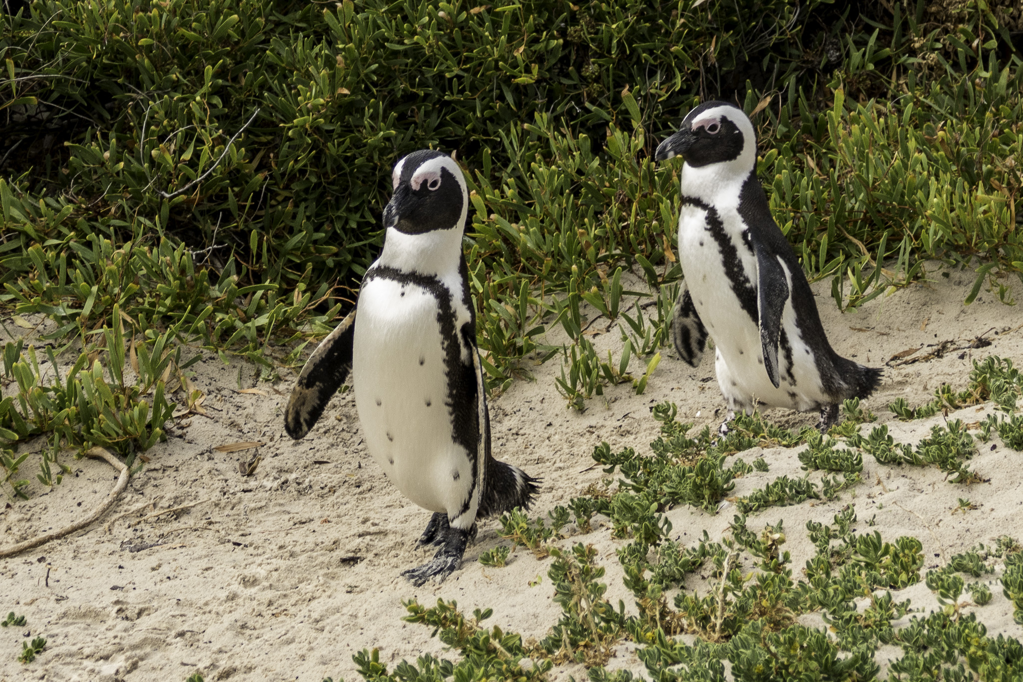 Simons-Town-Penguin-Colony-L-9.jpg