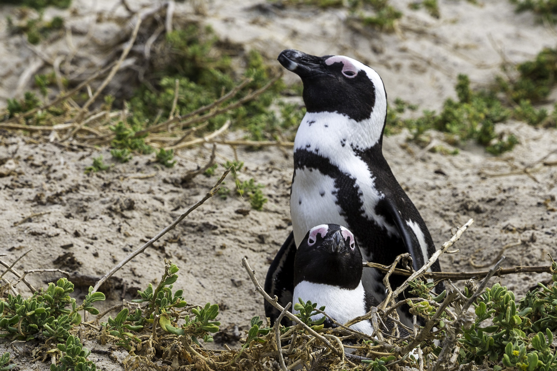 Simouns-Town-Penguin-Colony-C-11.jpg
