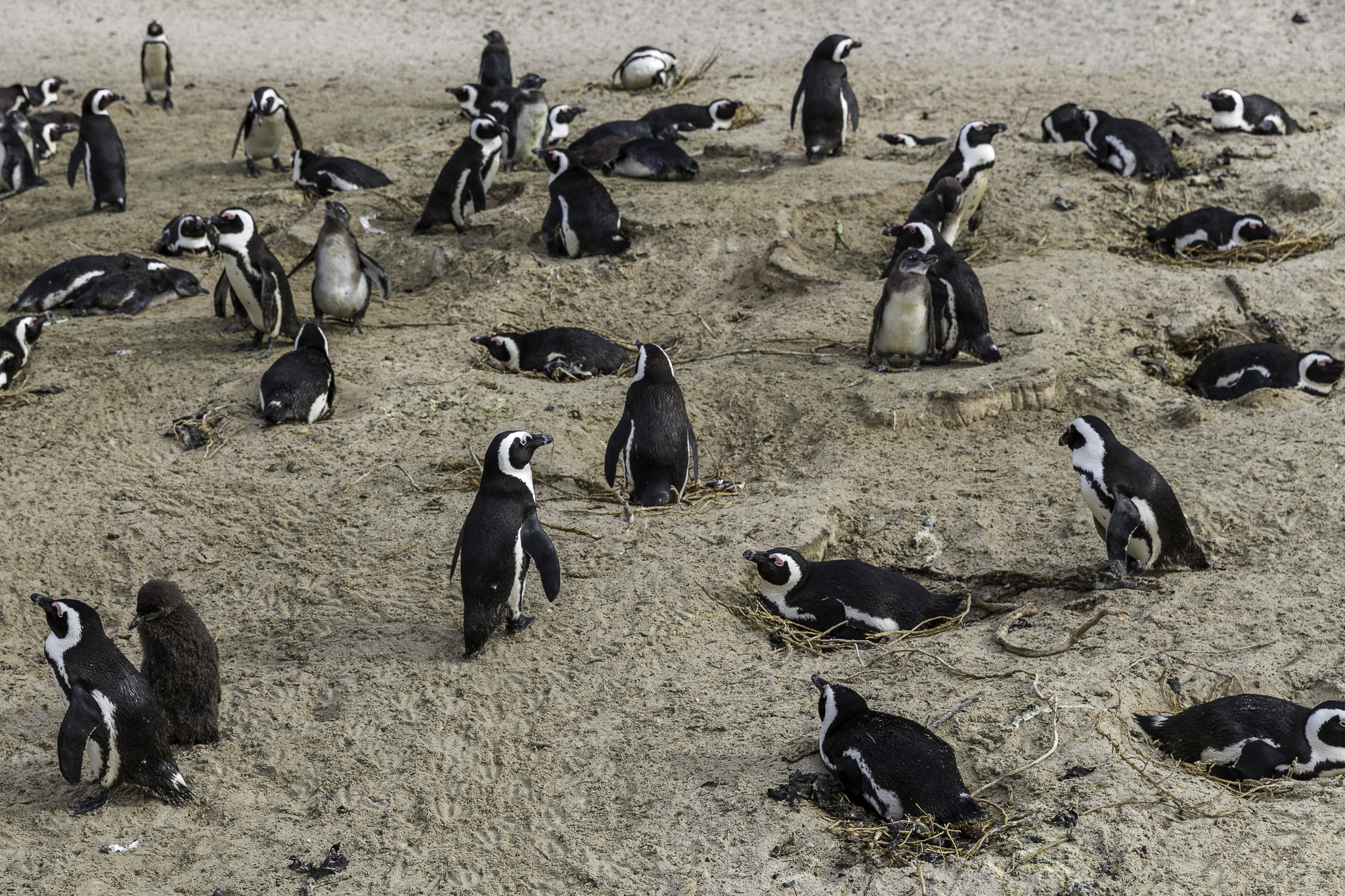 Simouns-Town-Penguin-Colony-C-13.jpg