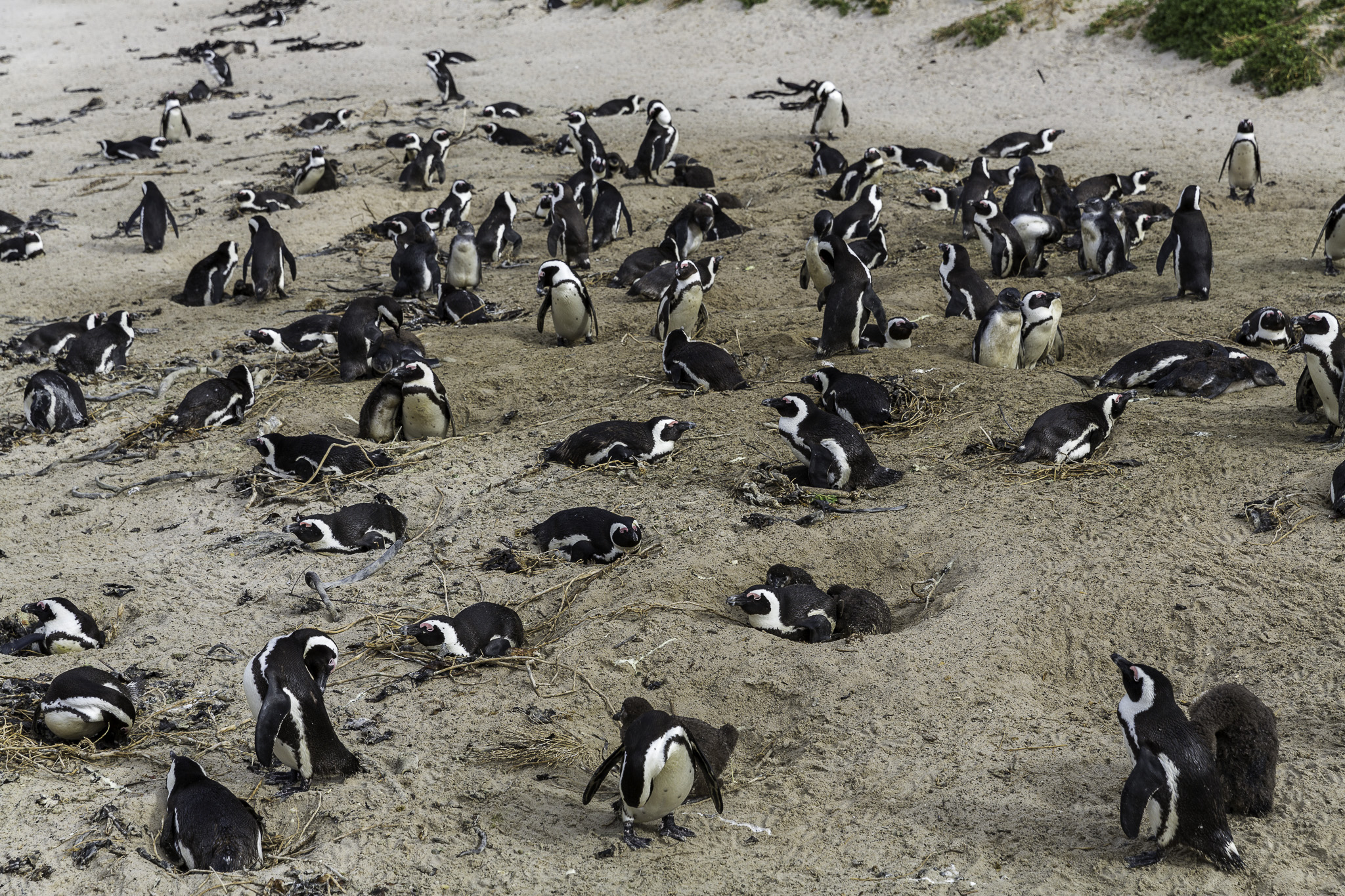 Simouns-Town-Penguin-Colony-C-14.jpg