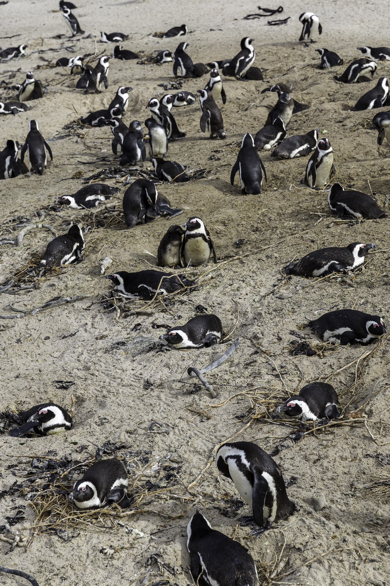 Simouns-Town-Penguin-Colony-C-16.jpg