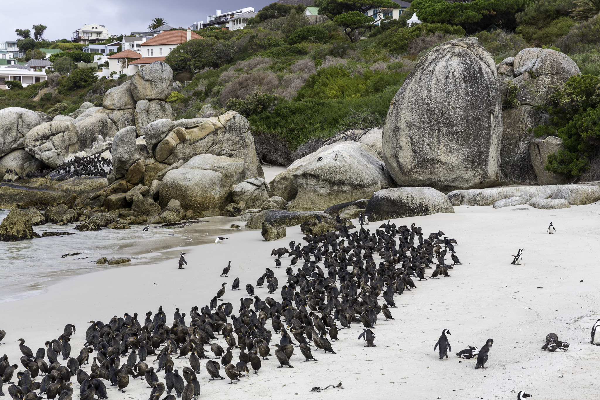 Simouns-Town-Penguin-Colony-C-21.jpg