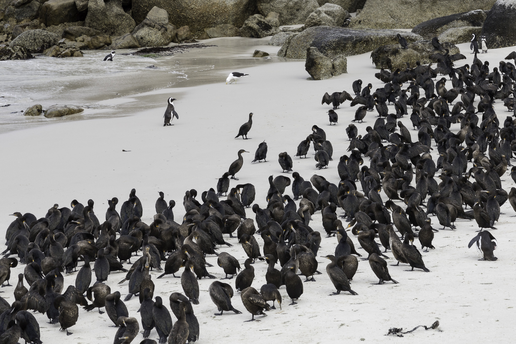 Simouns-Town-Penguin-Colony-C-21_v1.jpg