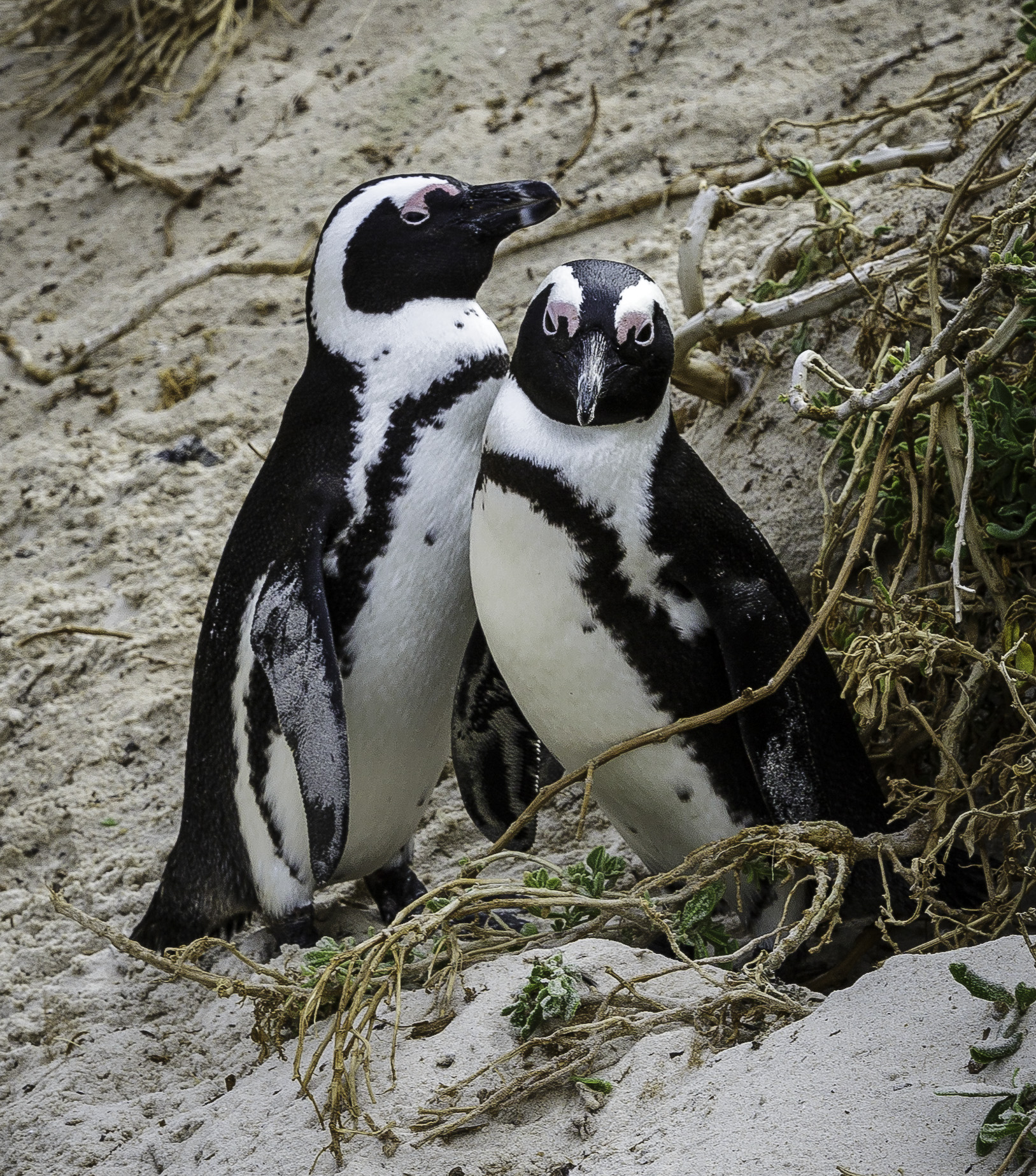 Simouns-Town-Penguin-Colony-C-24.jpg