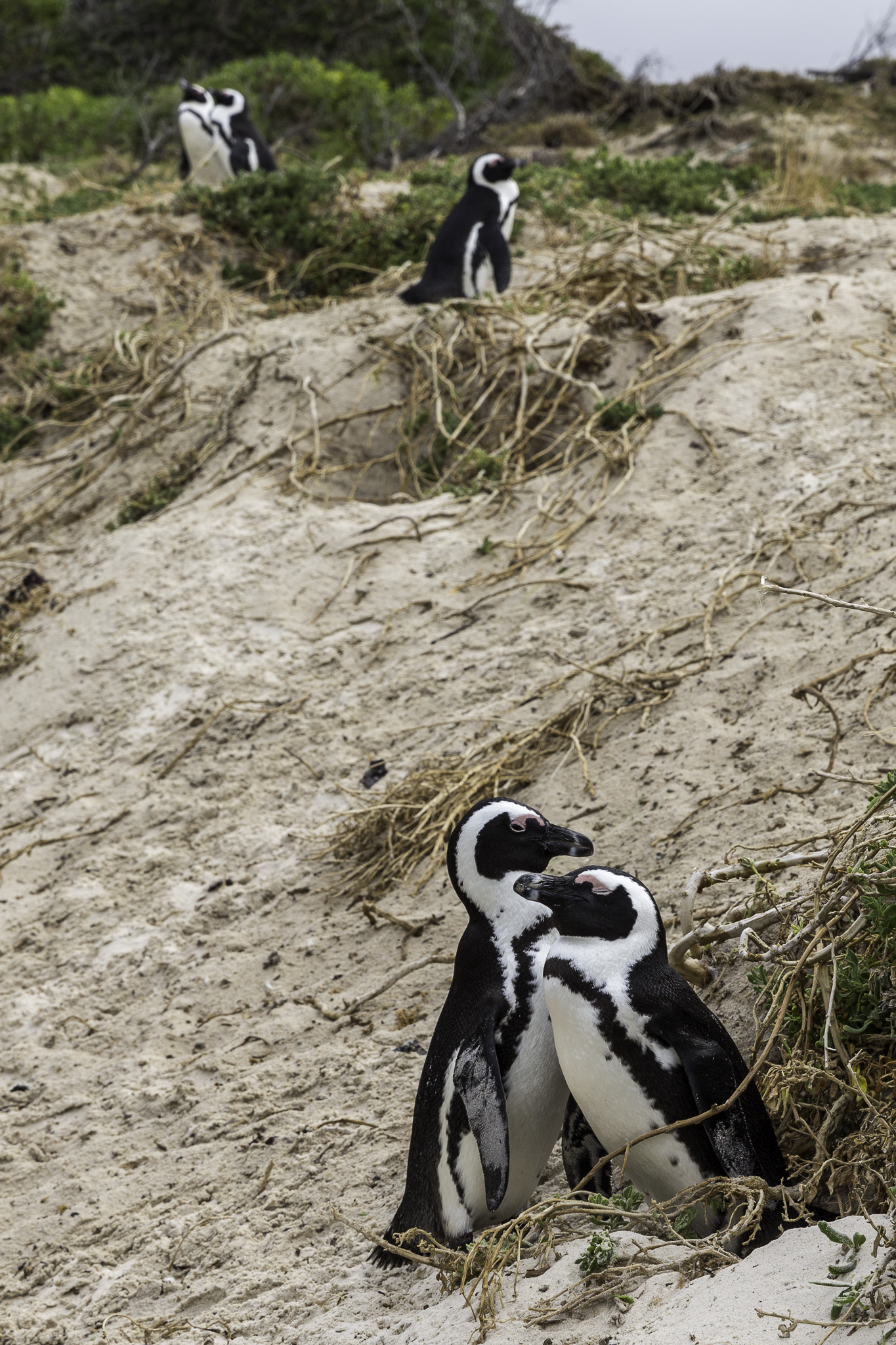 Simouns-Town-Penguin-Colony-C-28.jpg