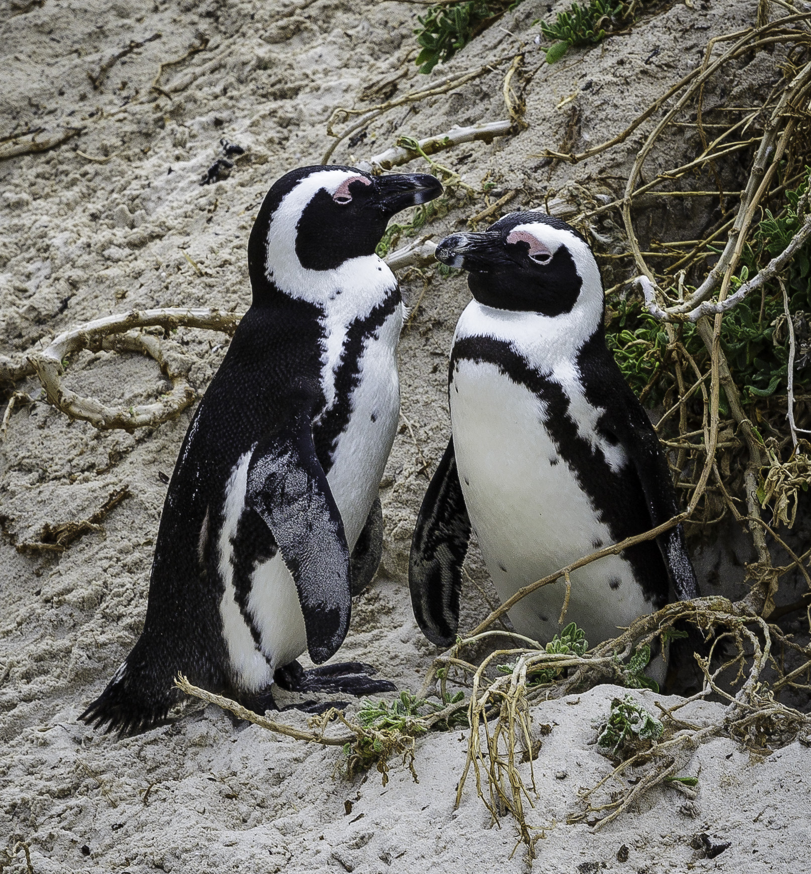 Simouns-Town-Penguin-Colony-C-29.jpg