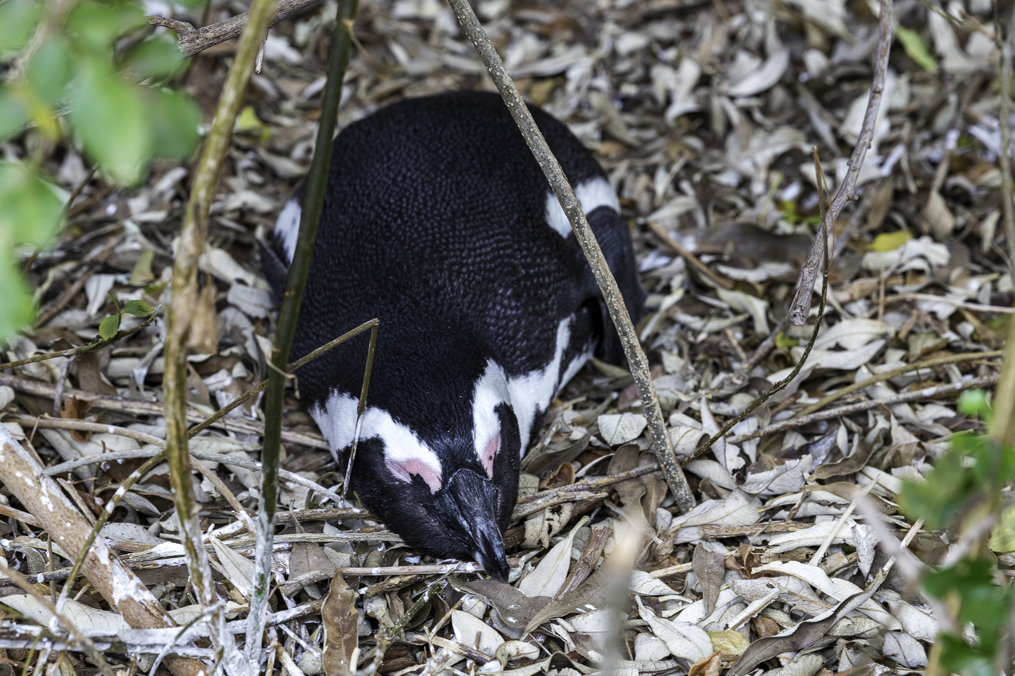 Simouns-Town-Penguin-Colony-C-3.jpg