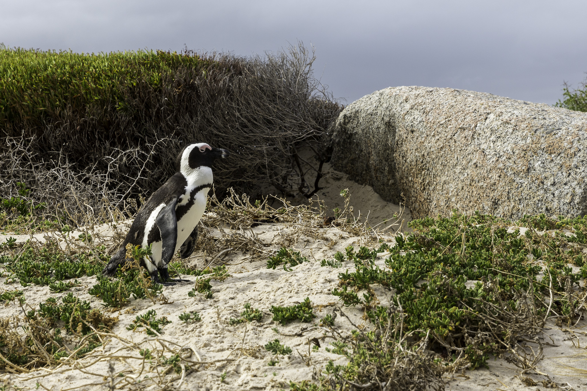 Simouns-Town-Penguin-Colony-C-32.jpg