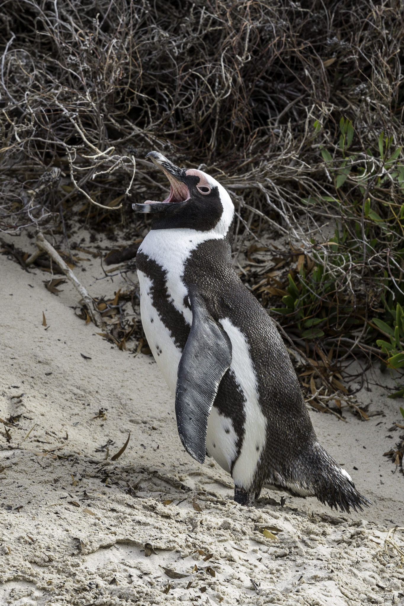 Simouns-Town-Penguin-Colony-C-35.jpg