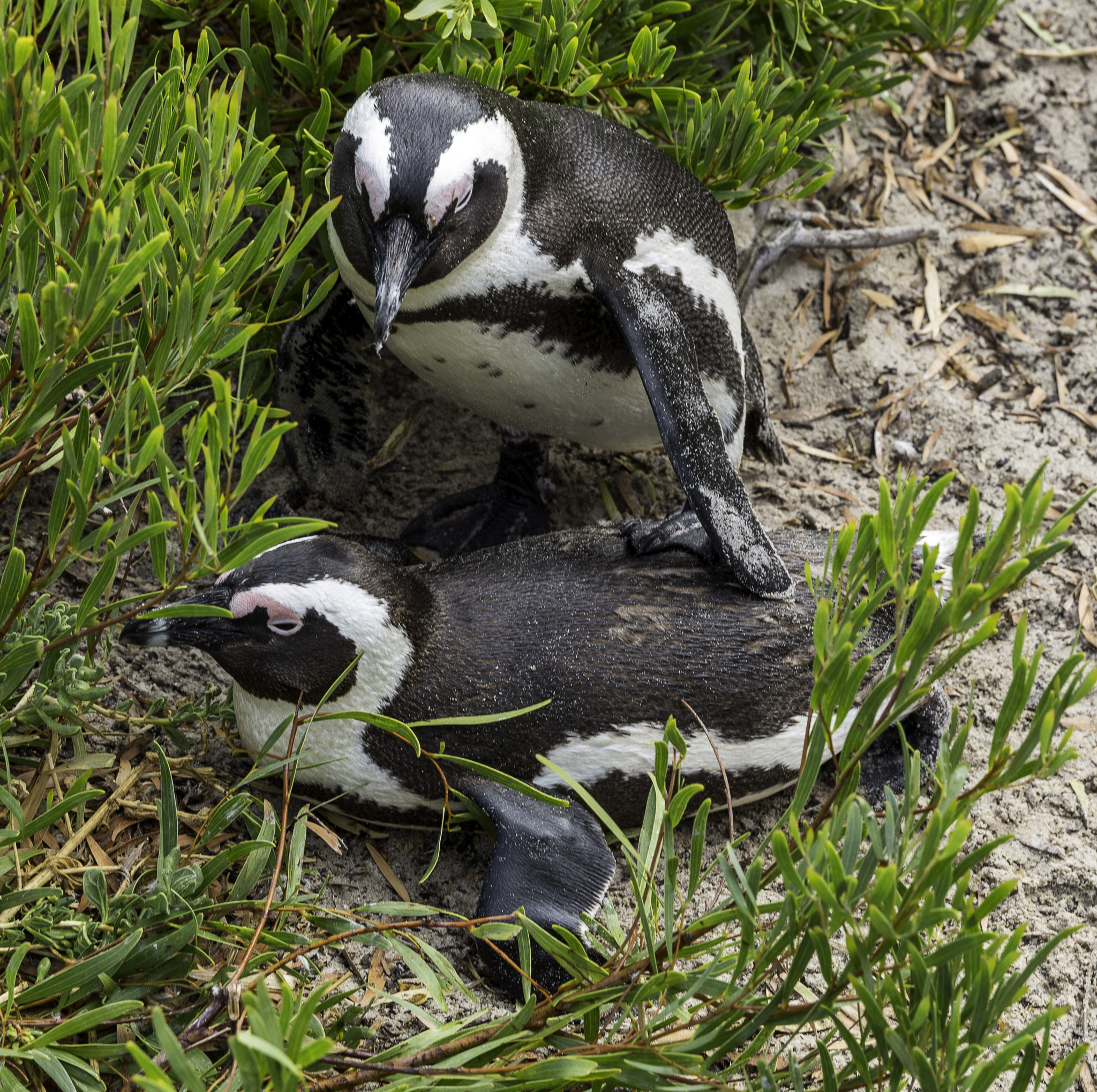 Simouns-Town-Penguin-Colony-C-6.jpg