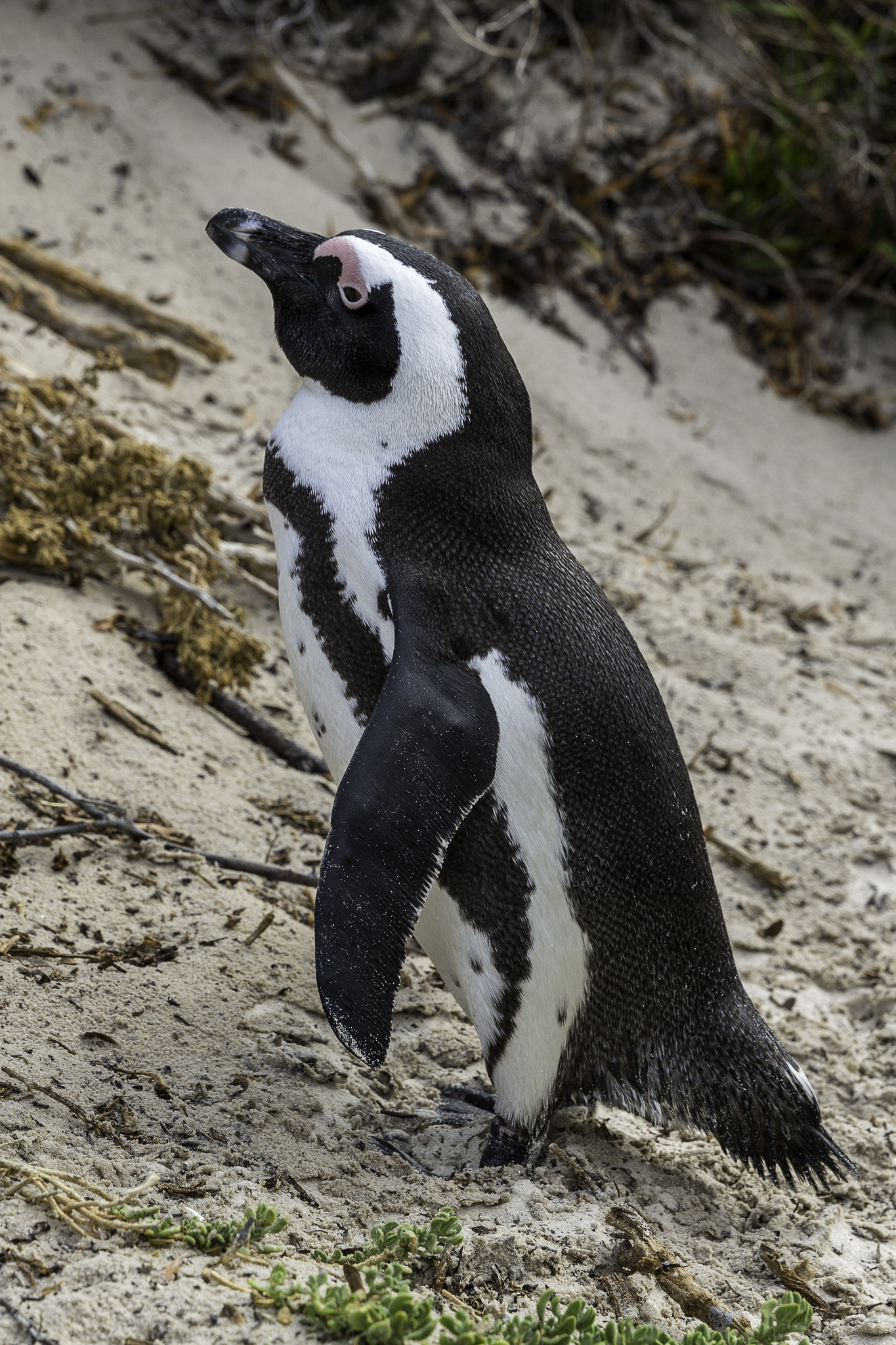 Simouns-Town-Penguin-Colony-C-7.jpg