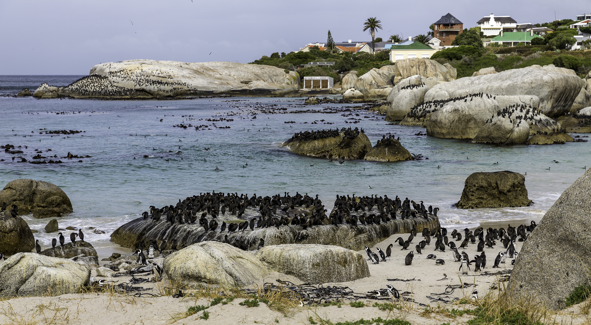 Simouns-Town-Penguin-Colony-C-9.jpg