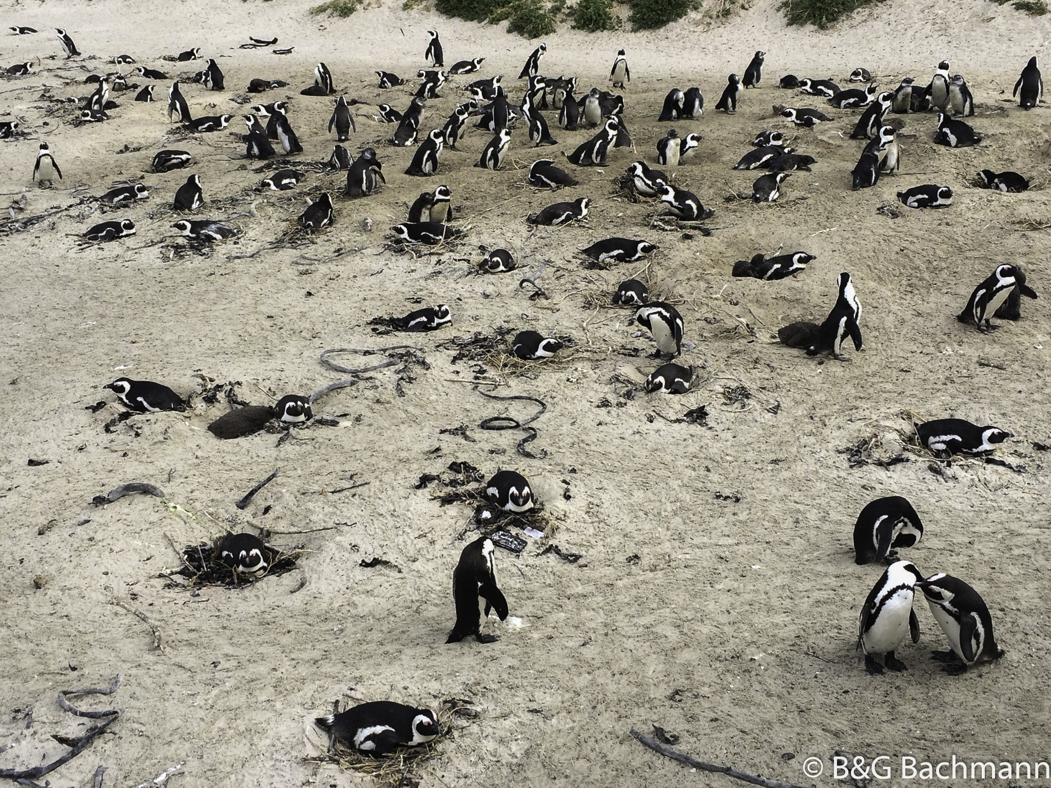 pinguins.jpg