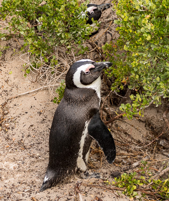 Simons-Town-Penguin-Colony-L-1.jpg