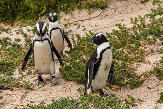 Simons-Town-Penguin-Colony-L-10.jpg
