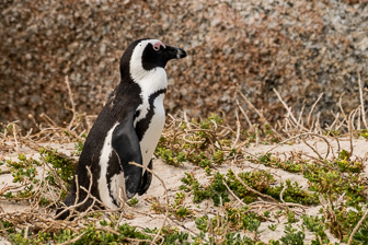 Simons-Town-Penguin-Colony-L-11.jpg
