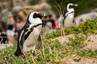Simons-Town-Penguin-Colony-L-12.jpg