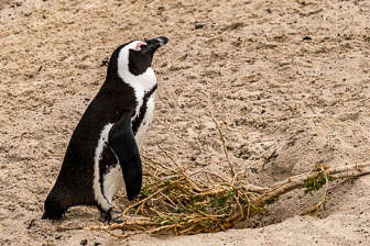 Cape-Point-Penguin-Colony