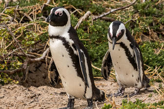 Simons-Town-Penguin-Colony-L-8.jpg