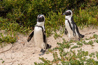 Simons-Town-Penguin-Colony-L-9.jpg