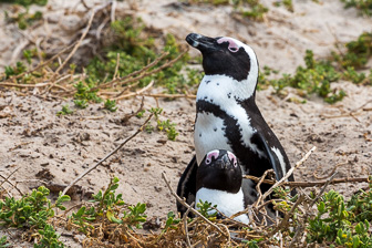 Simouns-Town-Penguin-Colony-C-11.jpg