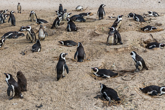 Simouns-Town-Penguin-Colony-C-13.jpg