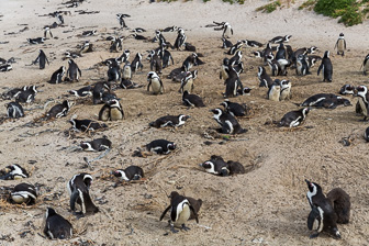 Simouns-Town-Penguin-Colony-C-14.jpg