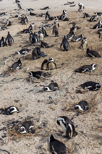 Cape-Point-Penguin-Colony