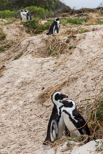 Cape-Point-Penguin-Colony Cape-Point-Penguin-Colony