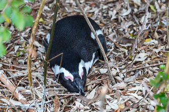 Simouns-Town-Penguin-Colony-C-3.jpg