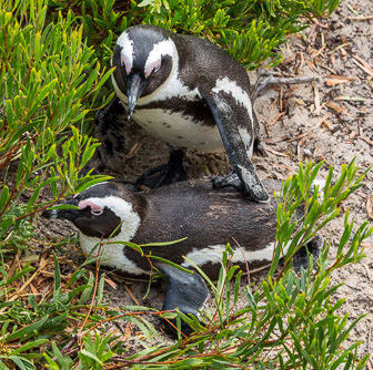 Simouns-Town-Penguin-Colony-C-6.jpg