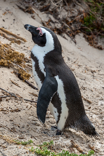 Simouns-Town-Penguin-Colony-C-7.jpg