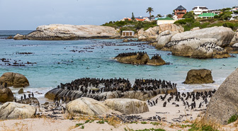 Simouns-Town-Penguin-Colony-C-9.jpg