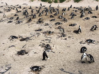 pinguins.jpg
