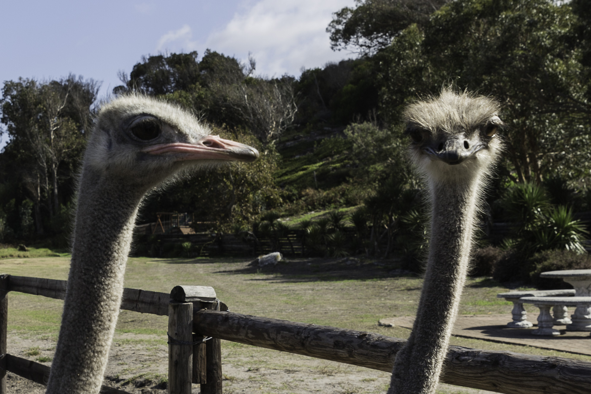 Sunvalley-Ostrich-2.jpg