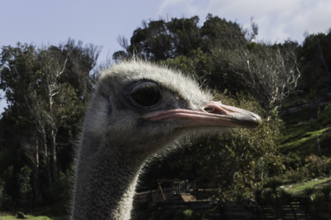 Sunvalley-Ostrich-2_v1.jpg