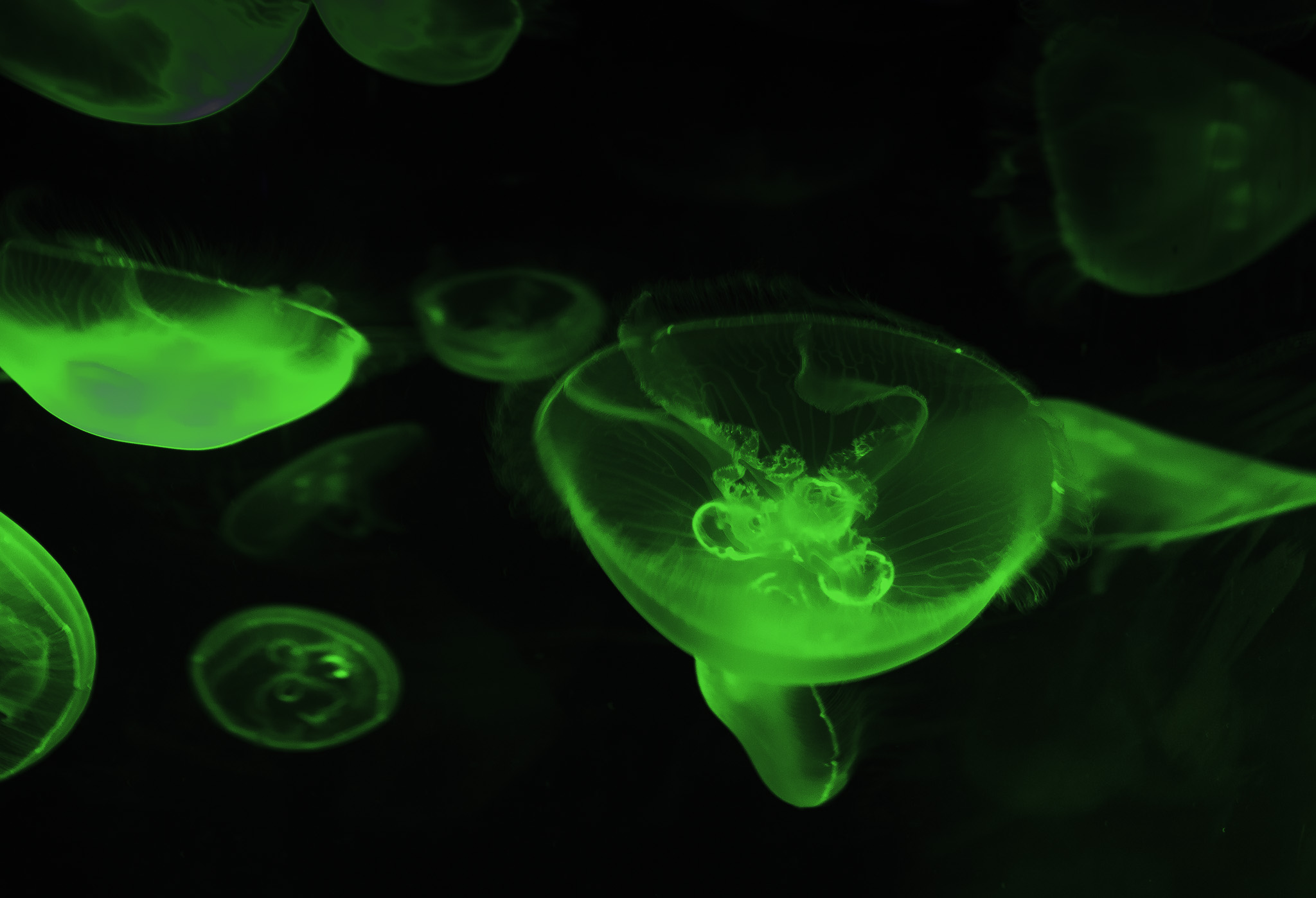 CapeTown-Aquarium-C-10.jpg