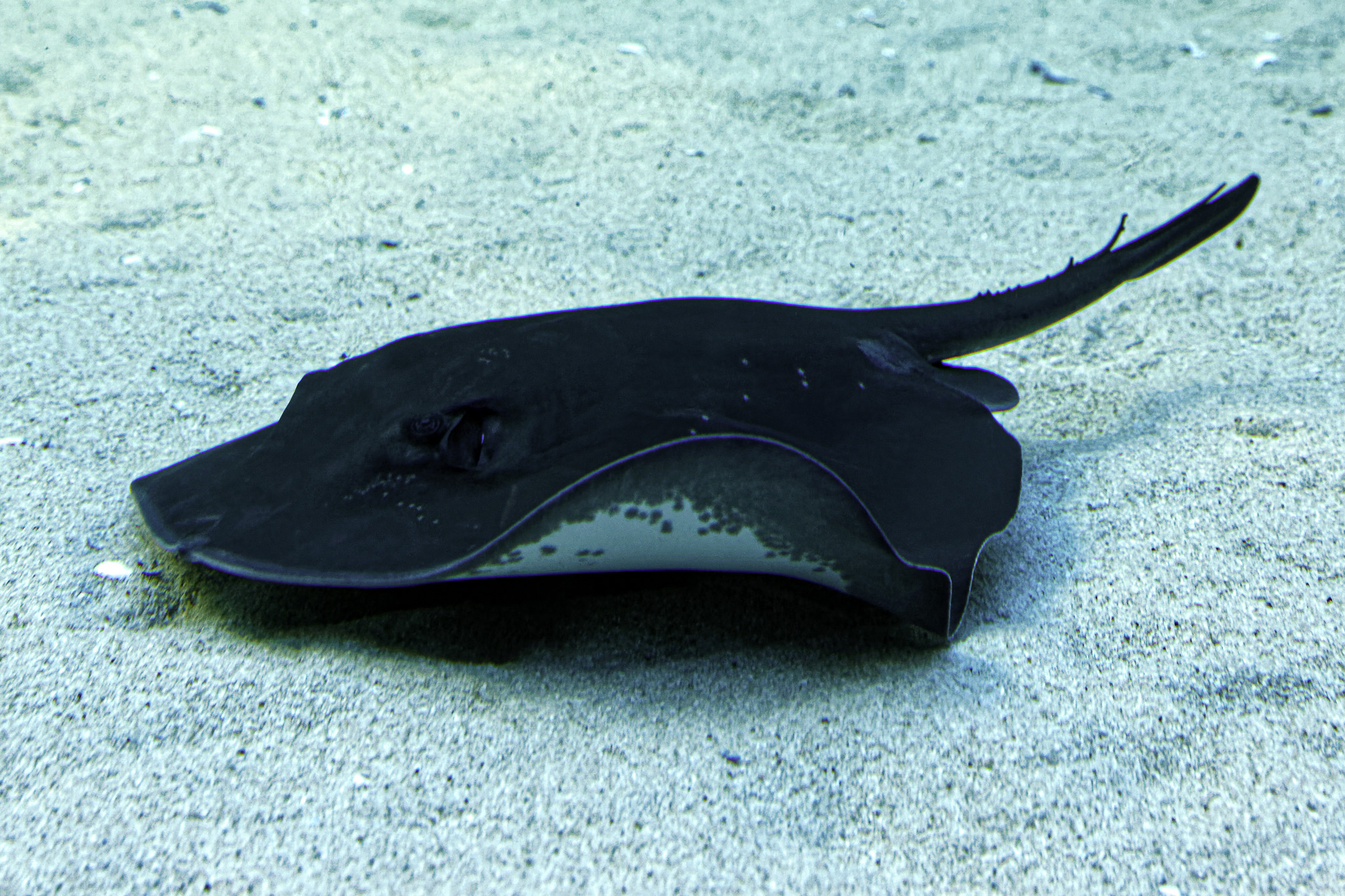 CapeTown-Aquarium-C-13-1.jpg